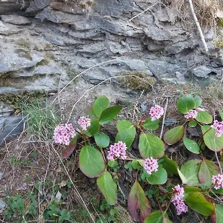 Miniferienwohnung Fuer Unkompliziertes Naturliebhaberpaerchen Payerbach Esterno foto