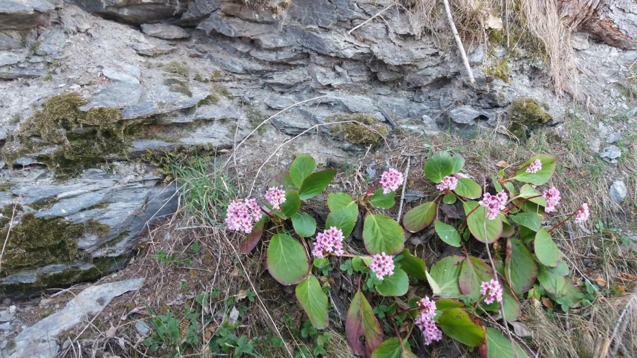 Miniferienwohnung Fuer Unkompliziertes Naturliebhaberpaerchen * Payerbach